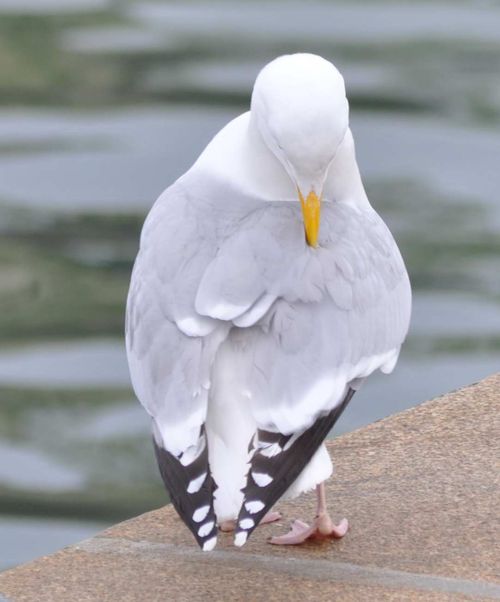 2451